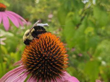 A bumble bee on a flower with a radio tag attached to its abdomen 