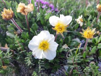 Flowering Dryas ajanensis growing in soil