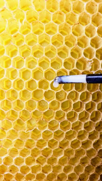 A honey bee larva is being grafted from a honey comb within which can be seen eggs and more larvae.