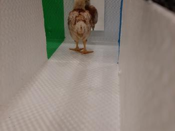 A little chick looking in the mirror