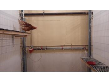 a pullet is asked to jump from one elevated platform to another